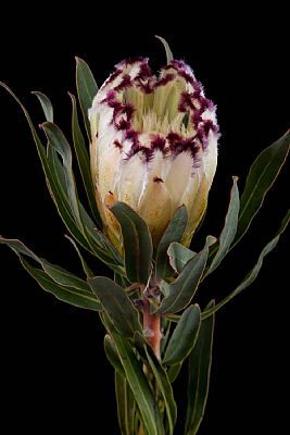 Protea-Protea Limelight